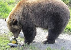 allcreatures:  allcreatures: A brown bear sniffs a squash before devouring it in Portage, Alaska. Bears, moose, elk and bison at the Alaska Wildlife Conservation Center were served oversized cabbages, turnips, radishes and other veggies from the Alaska