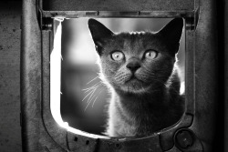 89cats:  curiosity by Margherita_Castriota