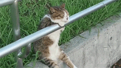 awkward-elevator:  cat sitting on a railing like a human