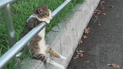 awkward-elevator:  cat sitting on a railing like a human