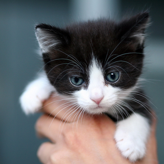 89cats:  goliath - who’s actually gigi… by beegee74 on Flickr. 