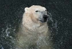 earth-song:  “Happy polar bear” by Henrik