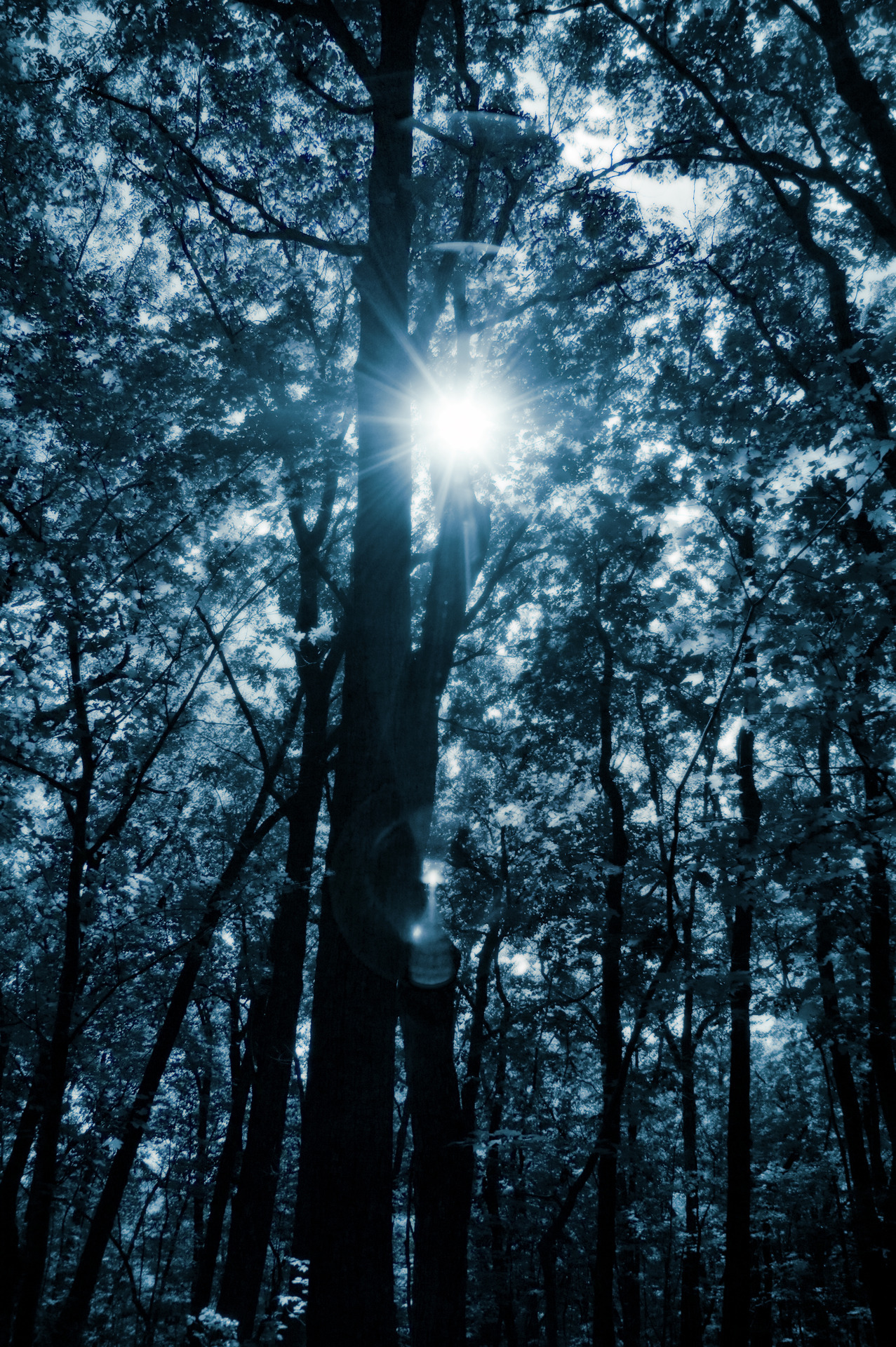 ampliflyahhhh:  The beauty within nature… &lt;3 My personal photography  