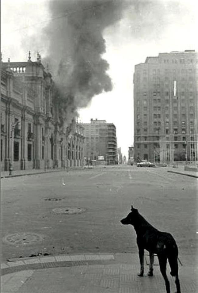 seeba-ingrosso:  Chile, september 11th, 1973. A lonely dog stares at the horror,