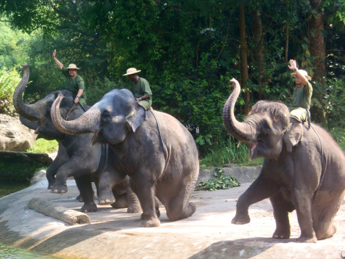 tiki-mango: java-tribe: nectarine-teens: oceantropics: elephants-and-paradise: ♥ active summer 