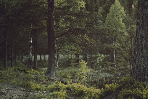 ourwildways: Magic forest by Mathijs Delva on Flickr.