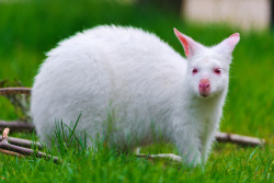 theanimalblog:  White kangaroo again… (by