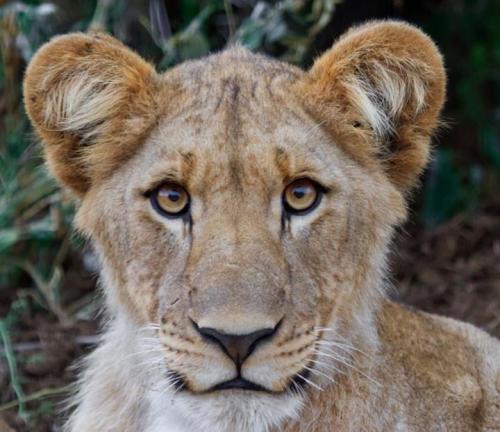 funnywildlife:  Young Lion!! Courtesy of Grace Milella