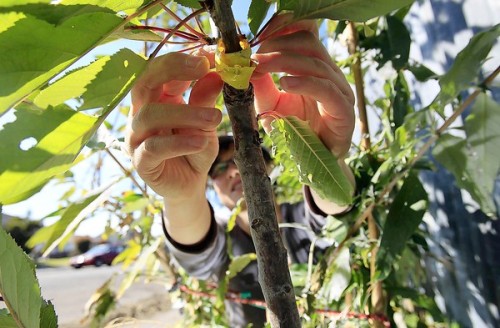 Tara Hui and the Guerrilla Grafters have been working in secret to bring fruit to their neighborhood