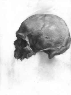 eatsleepdraw:  Skull- Graphite on paper
