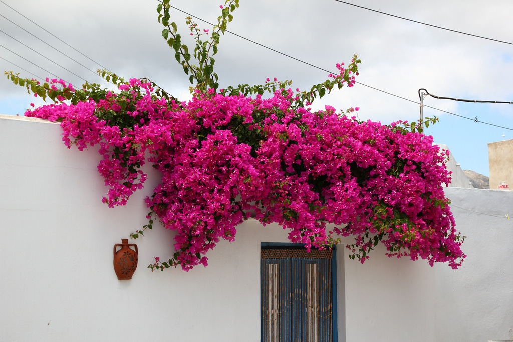 santoriniblog:  White &amp; pink - Sifnos, Greece 