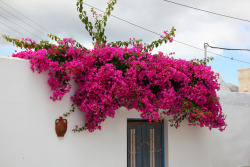 santoriniblog:  White & pink - Sifnos,