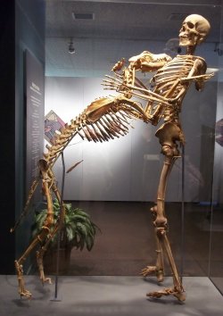 thejunglenook:  dead-men-talking:  petermorwood:  zooophagous:  thegreenwolf:  lazysmirk:  Dr. Krantz and Clyde mounted at the Smithsonian. Still my favourite thing ever.  Before Krantz died, he said to Smithsonian anthropologist David Hunt, “I’ve