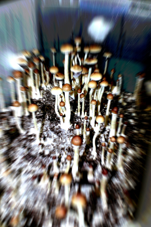 lukezach:The Psilocybin fungi also known as the “magic mushroom” is a real mind opener.