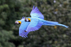 animals-plus-nature:  Formation flying 3