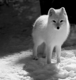 funnywildlife:  Artic Fox!!