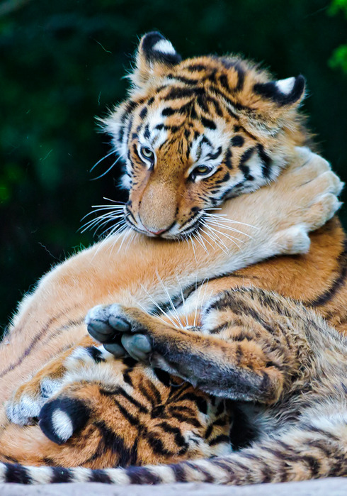 ancient-magics:  Playing young tigers by Tambako the Jaguar