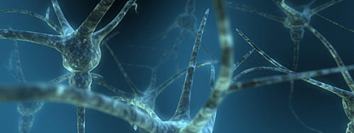 Neural Stem Cells Regenerate Axons In Severe Spinal Cord Injury New Relay Circuits, Formed Across Sites