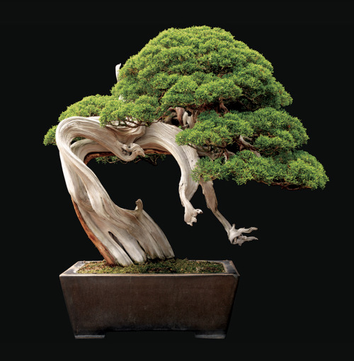 XXX smithsonianmag:   Picture-Perfect Bonsai photo