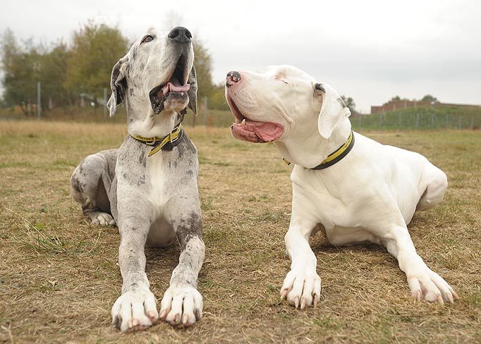 setbabiesonfire:  blue-eyes-thatsparkle:  Lily is a Great Dane that has been blind
