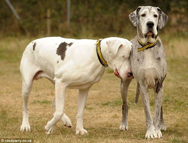 setbabiesonfire:  blue-eyes-thatsparkle:  Lily is a Great Dane that has been blind