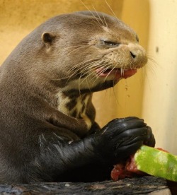  Otters don’t like watermelons 
