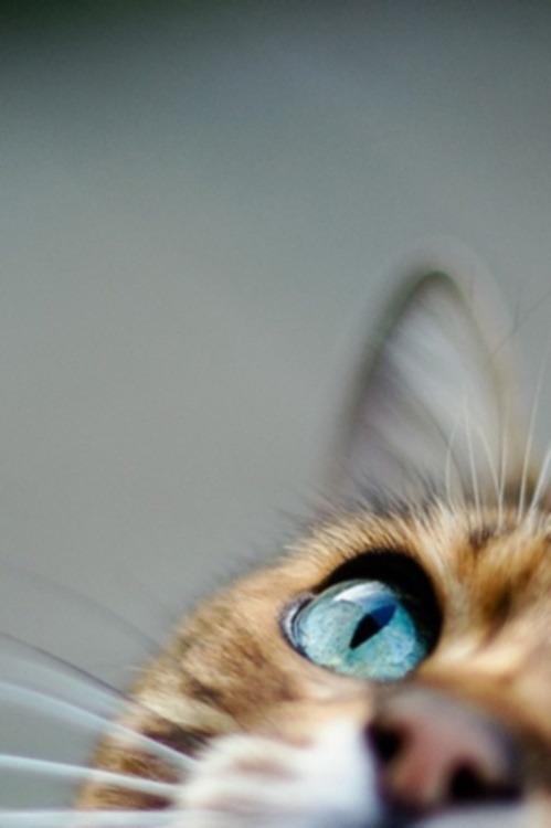 tumblr photo amndaax 0