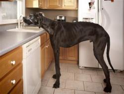 denverpost:  Great Dane from Michigan is world’s tallest dog A Great Dane from Michigan is doggone tall. The Guinness World Records 2013 book published Thursday recognizes Zeus of Otsego, Mich., as the world’s Tallest Dog. The 3-year-old measures