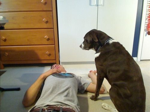 obesealpaca: Me pretending to die and my dog being very unresponsive