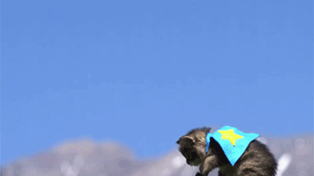buzzfeed:  Did somebody say cats wearing capes in mid-air filmed in slow-motion?
