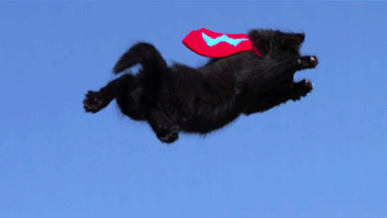 buzzfeed:  Did somebody say cats wearing capes in mid-air filmed in slow-motion?