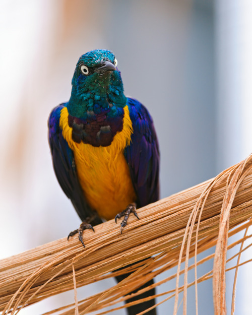 Perched colorful bird (by Tambako the Jaguar)