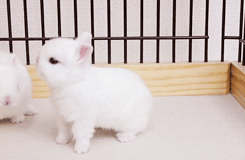 dailyanimals:[x]