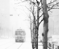 black-and-white:  Snowy (by Mute*) 