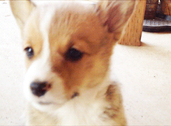 dailyanimals:[x]