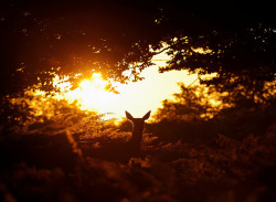 onelimabean:  Red Deer Hind by Benjamin Joseph