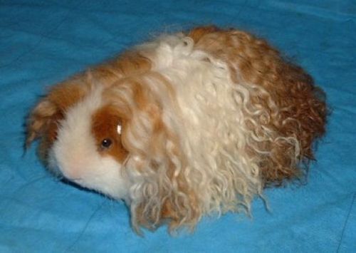 stefan: shit, if I ever went bald, I&rsquo;d use this guinea pig as a tupée gettin all the ladies with dat shit 