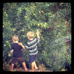 Peter and a friend harvesting pears from