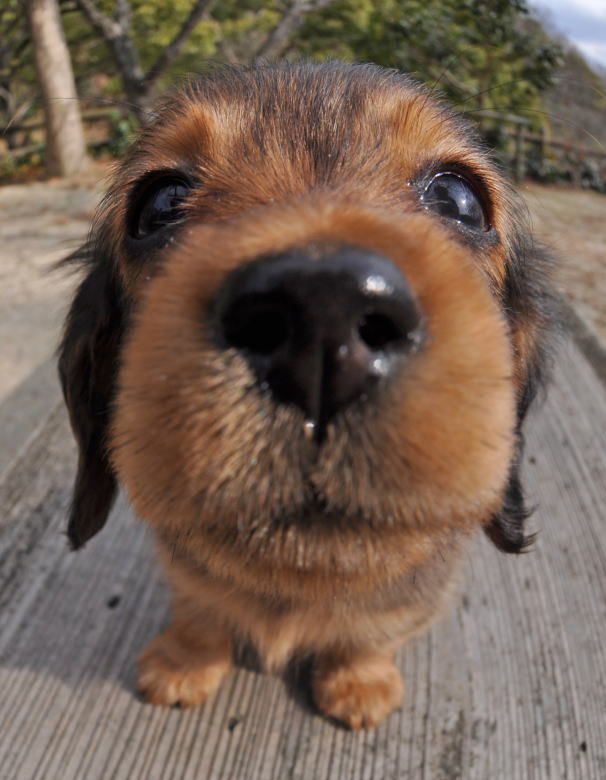 beekirby:  overlordleaveshiswife:  PHOTOS OF PUPPIES TAKEN WITH A FISH-EYE LENS: