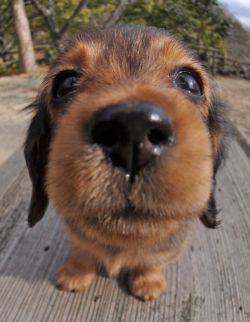 Beekirby:  Overlordleaveshiswife:  Photos Of Puppies Taken With A Fish-Eye Lens: