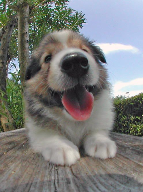 beekirby:  overlordleaveshiswife:  PHOTOS OF PUPPIES TAKEN WITH A FISH-EYE LENS: THE PHOTOSET   Waughmp waughmp