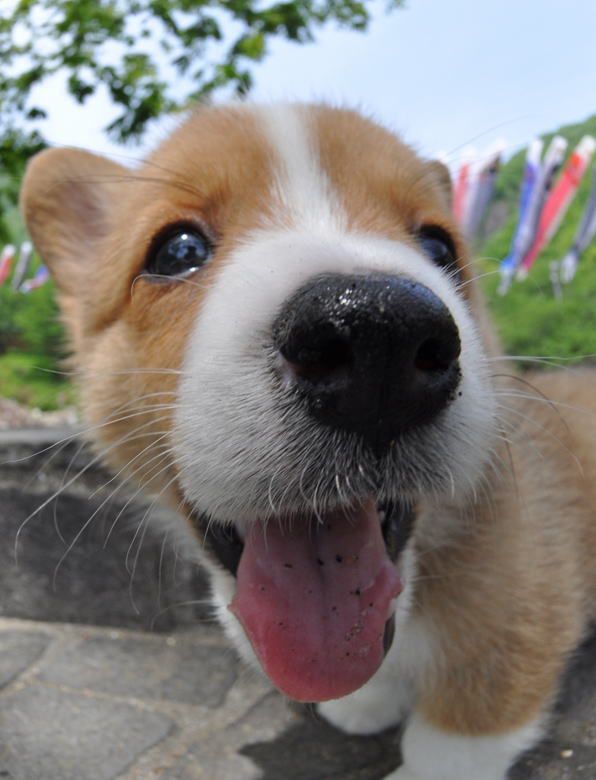 beekirby:  overlordleaveshiswife:  PHOTOS OF PUPPIES TAKEN WITH A FISH-EYE LENS: