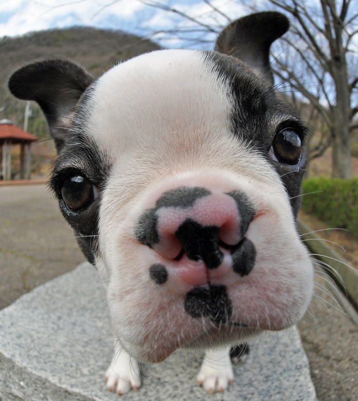 beekirby:  overlordleaveshiswife:  PHOTOS OF PUPPIES TAKEN WITH A FISH-EYE LENS: