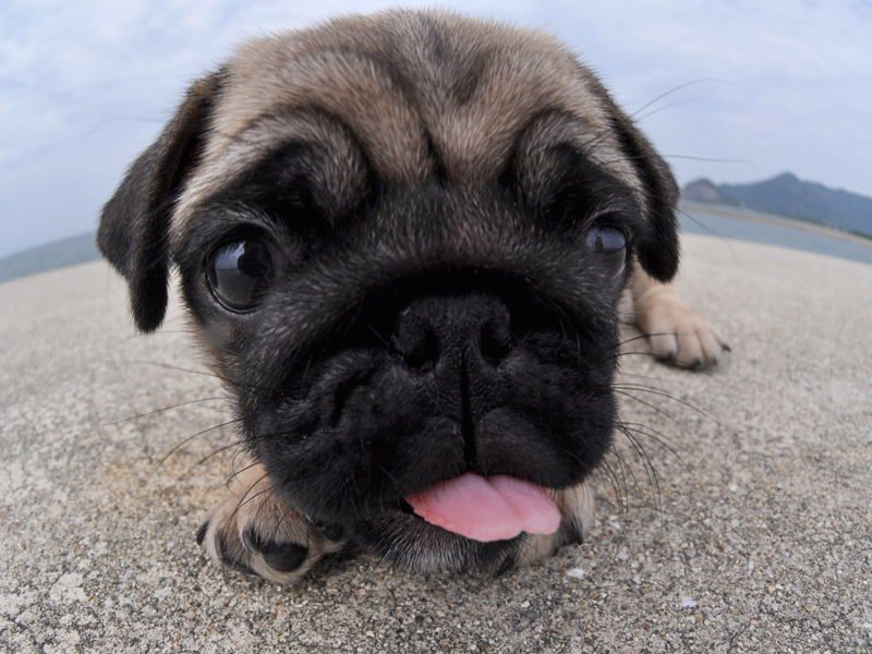 beekirby:  overlordleaveshiswife:  PHOTOS OF PUPPIES TAKEN WITH A FISH-EYE LENS: