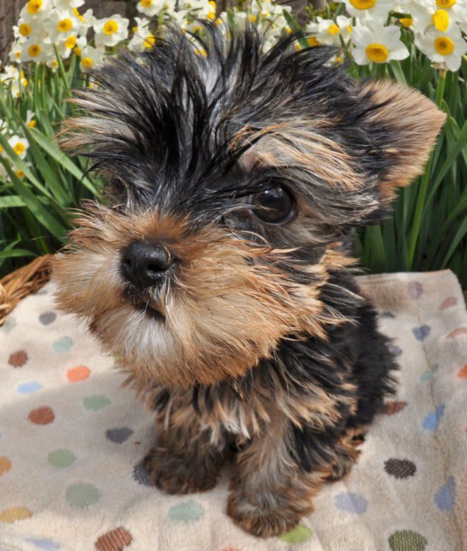 beekirby:  overlordleaveshiswife:  PHOTOS OF PUPPIES TAKEN WITH A FISH-EYE LENS: