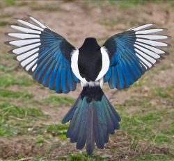 arbitrarychicken:  daughterofthewoods:  eleedoesart:  shymollymawk:  One for sorrow, two for joyThree for a girl, four for a boyFive for silver, six for goldSeven for a secret never to be told     