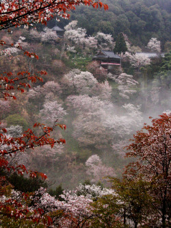 Ethertune:  Yoshino Misty Temple (By Paul Hillier Photography) 