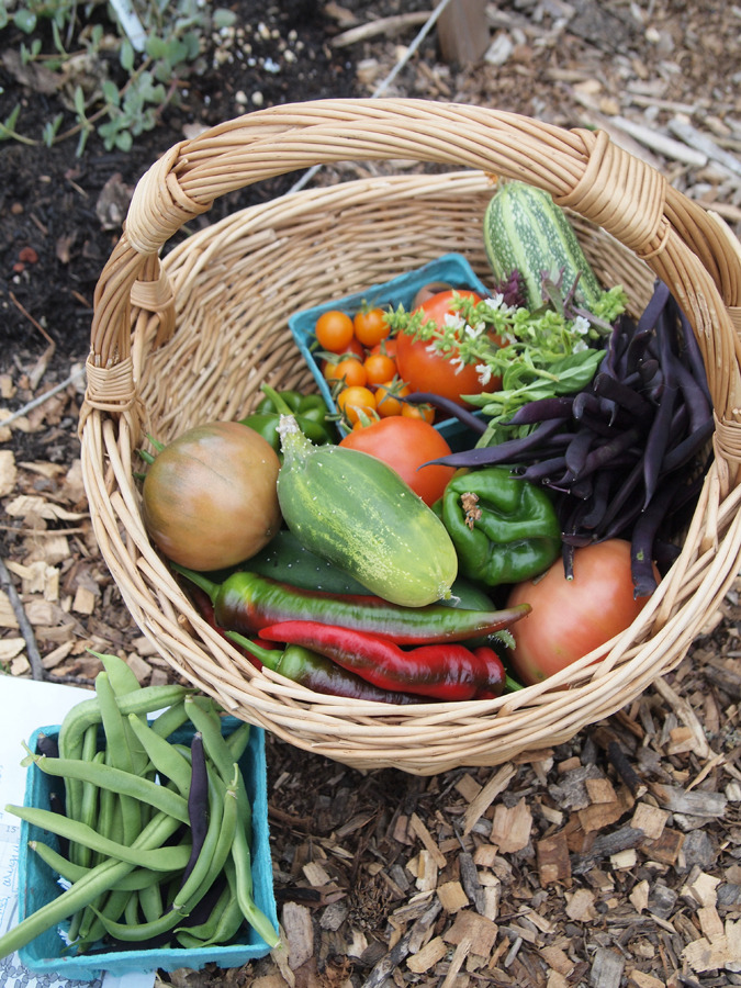themodestgarden:harvest time - beans, tomatoes, herbs, peppers, cucumbers, zucchini