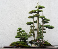 therjb:  Just a few of the captivating Bonsai from the collection of the National Bonsai Foundation.