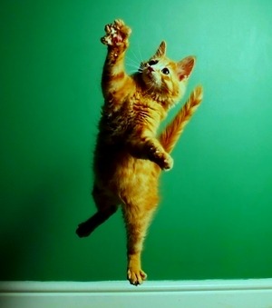 tomoyoyo:  Cats. That’s all. 